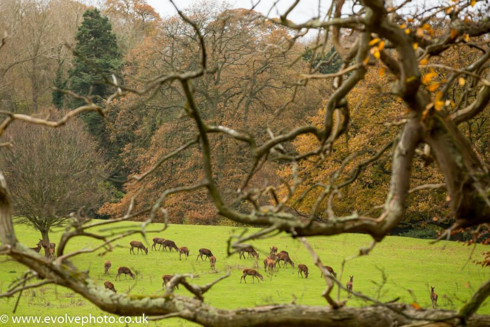 deer at st audries